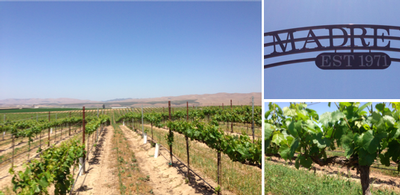 SIERRA MADRE VINEYARD (Santa Maria Valley)